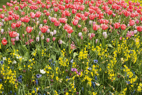 Jual Poster Tulips Daffodils Hyacinths Many WPS